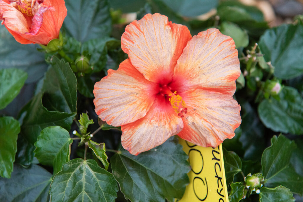 Hibiskus