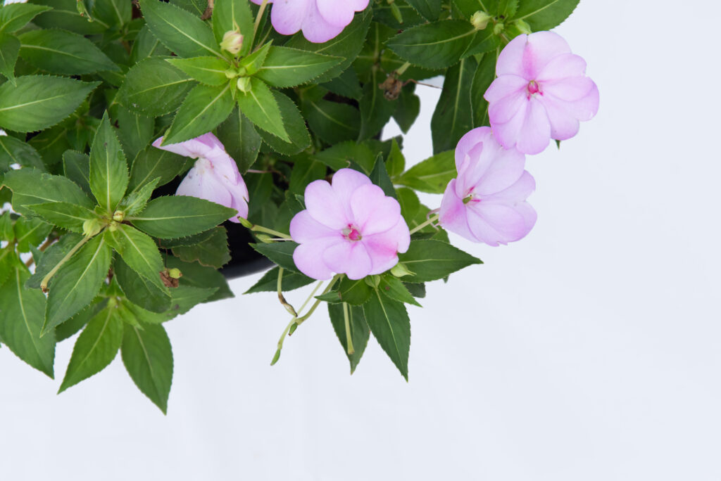 Sanpatiens