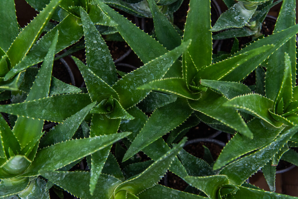 Aloe vera