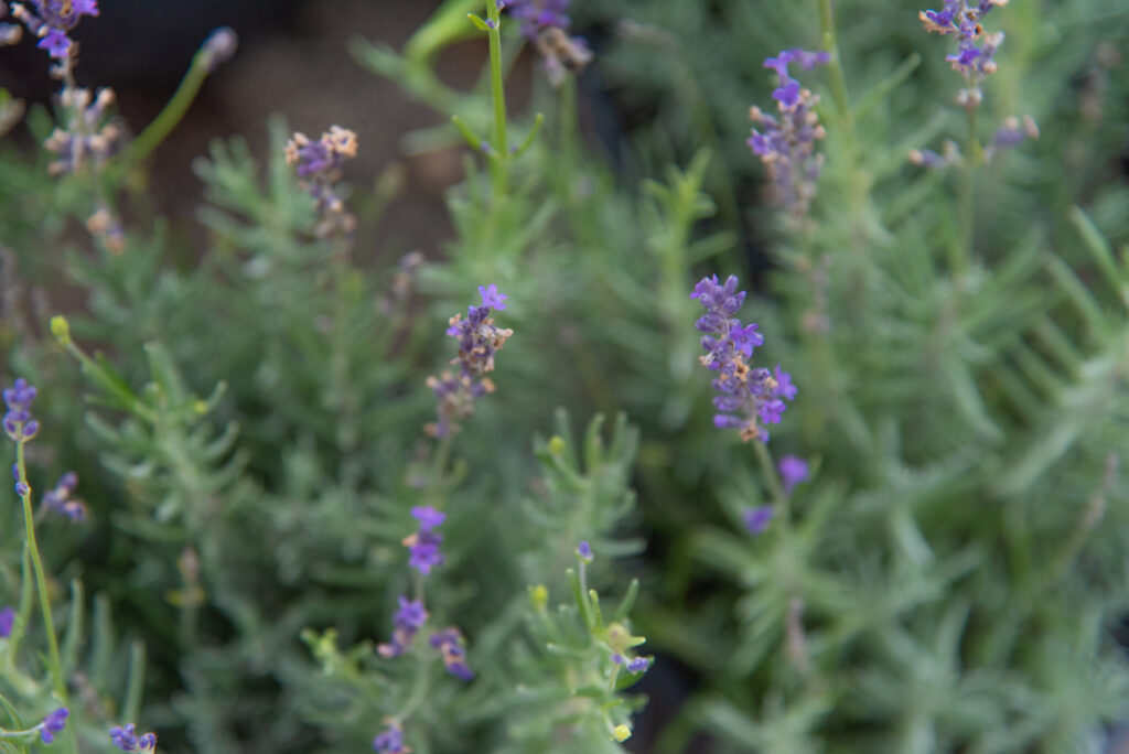 Lavanda